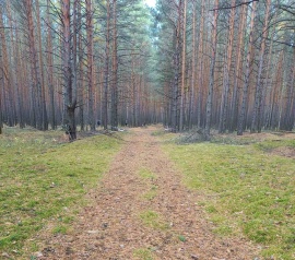 Прирезка лесных участков Кадастровые работы в Зеленогорске